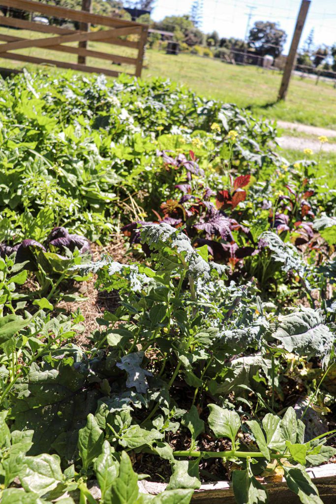 img-gallery-garden_01 Vegetable garden at addiction rehab centre in Nelson